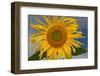 California. Hybrid Sunflower-Jaynes Gallery-Framed Photographic Print