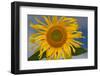 California. Hybrid Sunflower-Jaynes Gallery-Framed Photographic Print