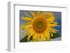 California. Hybrid Sunflower-Jaynes Gallery-Framed Photographic Print