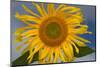 California. Hybrid Sunflower-Jaynes Gallery-Mounted Photographic Print