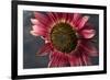 California. Hybrid Sunflower-Jaynes Gallery-Framed Photographic Print