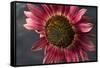 California. Hybrid Sunflower-Jaynes Gallery-Framed Stretched Canvas