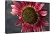 California. Hybrid Sunflower-Jaynes Gallery-Stretched Canvas