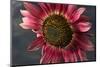 California. Hybrid Sunflower-Jaynes Gallery-Mounted Photographic Print