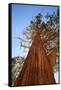 California, Inyo National Forest. Sierra Juniper Tree-Jaynes Gallery-Framed Stretched Canvas