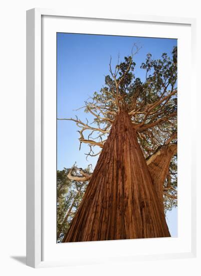 California, Inyo National Forest. Sierra Juniper Tree-Jaynes Gallery-Framed Photographic Print