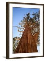 California, Inyo National Forest. Sierra Juniper Tree-Jaynes Gallery-Framed Photographic Print