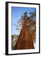 California, Inyo National Forest. Sierra Juniper Tree-Jaynes Gallery-Framed Photographic Print