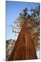 California, Inyo National Forest. Sierra Juniper Tree-Jaynes Gallery-Mounted Photographic Print