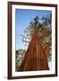 California, Inyo National Forest. Sierra Juniper Tree-Jaynes Gallery-Framed Photographic Print