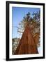 California, Inyo National Forest. Sierra Juniper Tree-Jaynes Gallery-Framed Photographic Print