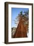 California, Inyo National Forest. Sierra Juniper Tree-Jaynes Gallery-Framed Photographic Print