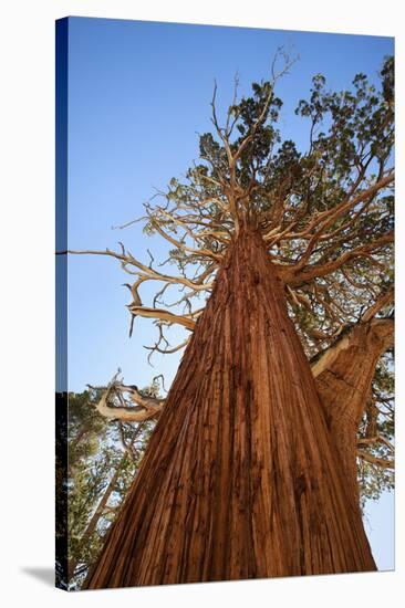 California, Inyo National Forest. Sierra Juniper Tree-Jaynes Gallery-Stretched Canvas