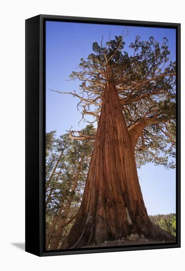 California, Inyo National Forest. Sierra Juniper Tree-Jaynes Gallery-Framed Stretched Canvas