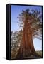 California, Inyo National Forest. Sierra Juniper Tree-Jaynes Gallery-Framed Stretched Canvas