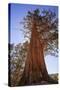 California, Inyo National Forest. Sierra Juniper Tree-Jaynes Gallery-Stretched Canvas
