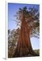 California, Inyo National Forest. Sierra Juniper Tree-Jaynes Gallery-Framed Photographic Print