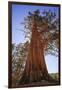 California, Inyo National Forest. Sierra Juniper Tree-Jaynes Gallery-Framed Photographic Print