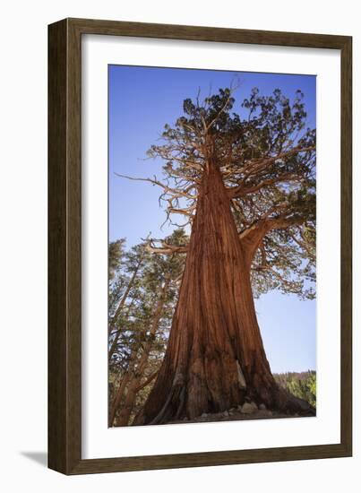 California, Inyo National Forest. Sierra Juniper Tree-Jaynes Gallery-Framed Photographic Print