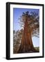 California, Inyo National Forest. Sierra Juniper Tree-Jaynes Gallery-Framed Photographic Print