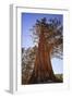 California, Inyo National Forest. Sierra Juniper Tree-Jaynes Gallery-Framed Photographic Print