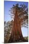 California, Inyo National Forest. Sierra Juniper Tree-Jaynes Gallery-Mounted Photographic Print