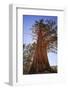 California, Inyo National Forest. Sierra Juniper Tree-Jaynes Gallery-Framed Photographic Print