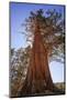 California, Inyo National Forest. Sierra Juniper Tree-Jaynes Gallery-Mounted Photographic Print