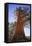 California, Inyo National Forest. Sierra Juniper Tree-Jaynes Gallery-Framed Stretched Canvas