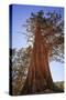 California, Inyo National Forest. Sierra Juniper Tree-Jaynes Gallery-Stretched Canvas