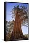 California, Inyo National Forest. Sierra Juniper Tree-Jaynes Gallery-Framed Stretched Canvas