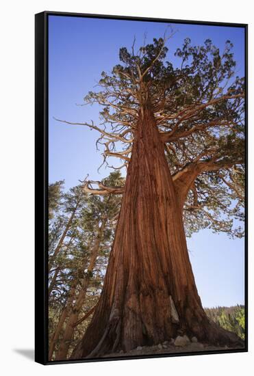 California, Inyo National Forest. Sierra Juniper Tree-Jaynes Gallery-Framed Stretched Canvas