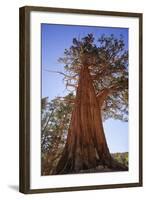 California, Inyo National Forest. Sierra Juniper Tree-Jaynes Gallery-Framed Photographic Print