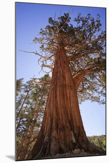 California, Inyo National Forest. Sierra Juniper Tree-Jaynes Gallery-Mounted Photographic Print