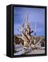 California, Inyo National Forest-John Barger-Framed Stretched Canvas