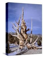 California, Inyo National Forest-John Barger-Stretched Canvas