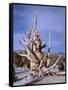 California, Inyo National Forest-John Barger-Framed Stretched Canvas
