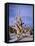 California, Inyo National Forest-John Barger-Framed Stretched Canvas