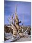 California, Inyo National Forest-John Barger-Mounted Photographic Print