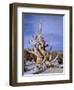 California, Inyo National Forest-John Barger-Framed Photographic Print