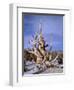 California, Inyo National Forest-John Barger-Framed Photographic Print