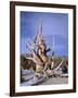 California, Inyo National Forest-John Barger-Framed Photographic Print