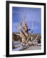 California, Inyo National Forest-John Barger-Framed Photographic Print