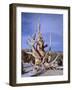 California, Inyo National Forest-John Barger-Framed Photographic Print