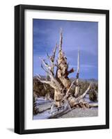 California, Inyo National Forest-John Barger-Framed Photographic Print