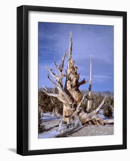 California, Inyo National Forest-John Barger-Framed Photographic Print