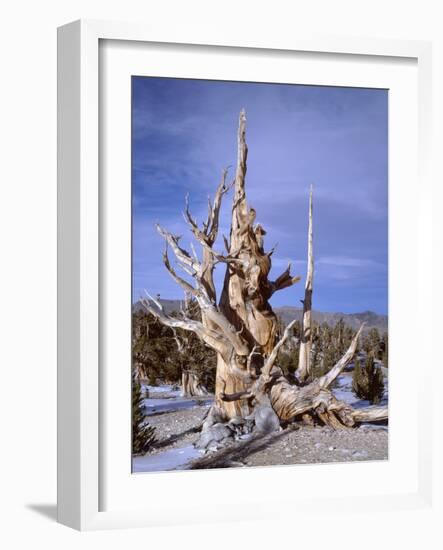 California, Inyo National Forest-John Barger-Framed Photographic Print