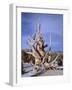 California, Inyo National Forest-John Barger-Framed Photographic Print