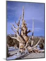 California, Inyo National Forest-John Barger-Mounted Photographic Print