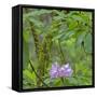 California, Jedediah Smith Redwoods State Park, redwood trees and rhododendrons-Jamie & Judy Wild-Framed Stretched Canvas